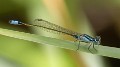 Ischnura heterosticta male-1